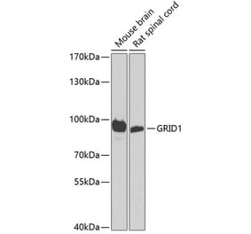 Western Blot - Anti-GRID1 Antibody (A16923) - Antibodies.com