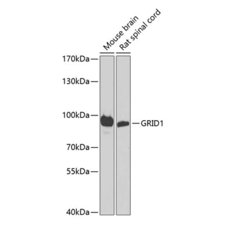 Western Blot - Anti-GRID1 Antibody (A16923) - Antibodies.com