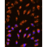 Immunofluorescence - Anti-GRID1 Antibody (A16923) - Antibodies.com