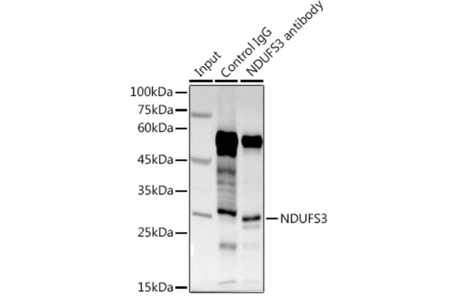 Western Blot - Anti-NDUFS3 Antibody (A16924) - Antibodies.com