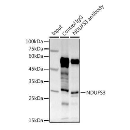 Western Blot - Anti-NDUFS3 Antibody (A16924) - Antibodies.com