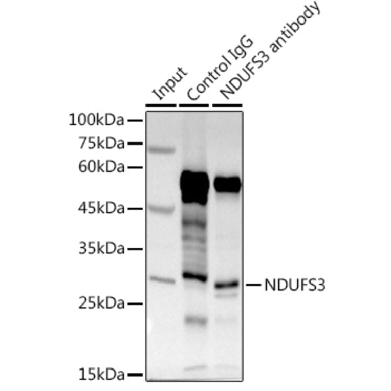 Western Blot - Anti-NDUFS3 Antibody (A16924) - Antibodies.com