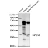 Western Blot - Anti-NDUFS3 Antibody (A16924) - Antibodies.com