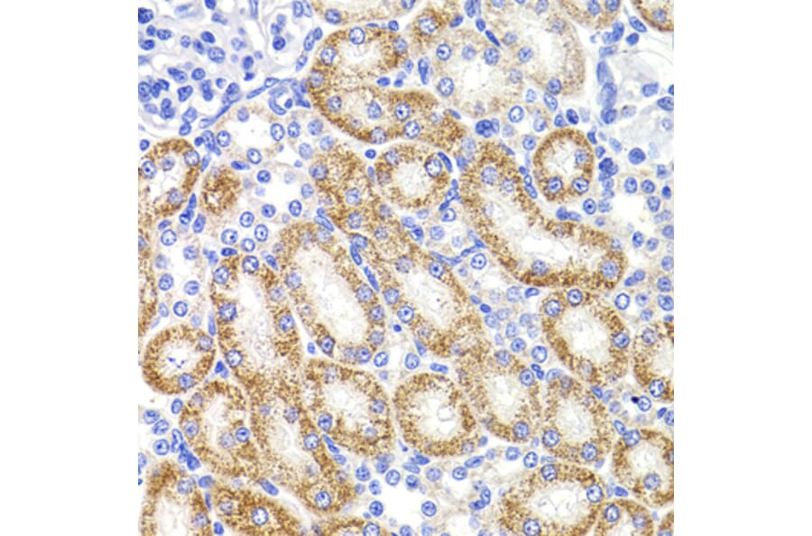 Immunohistochemistry - Anti-HMGCL Antibody (A16925) - Antibodies.com