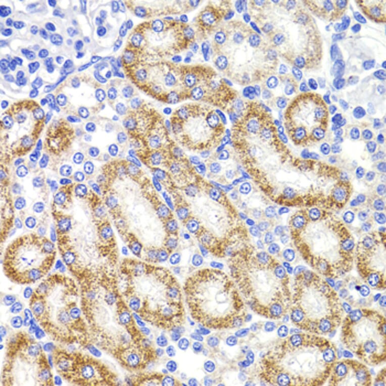 Immunohistochemistry - Anti-HMGCL Antibody (A16925) - Antibodies.com