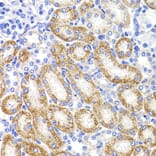 Immunohistochemistry - Anti-HMGCL Antibody (A16925) - Antibodies.com