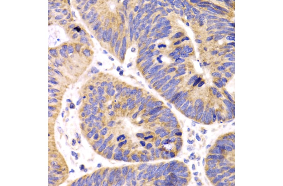 Immunohistochemistry - Anti-HMGCL Antibody (A16925) - Antibodies.com
