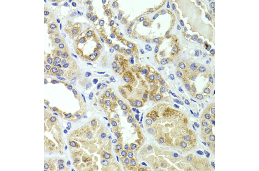 Immunohistochemistry - Anti-HMGCL Antibody (A16925) - Antibodies.com