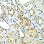 Immunohistochemistry - Anti-HMGCL Antibody (A16925) - Antibodies.com