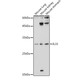 Western Blot - Anti-IL-33 Antibody (A16927) - Antibodies.com