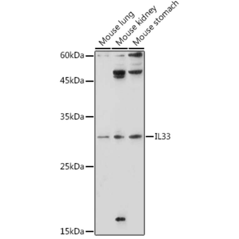 Western Blot - Anti-IL-33 Antibody (A16927) - Antibodies.com