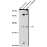 Western Blot - Anti-IL-33 Antibody (A16927) - Antibodies.com