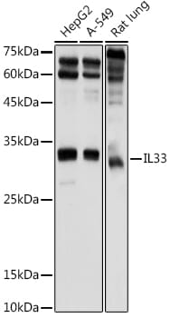 Anti-IL-33 Antibody (A16927) | Antibodies.com