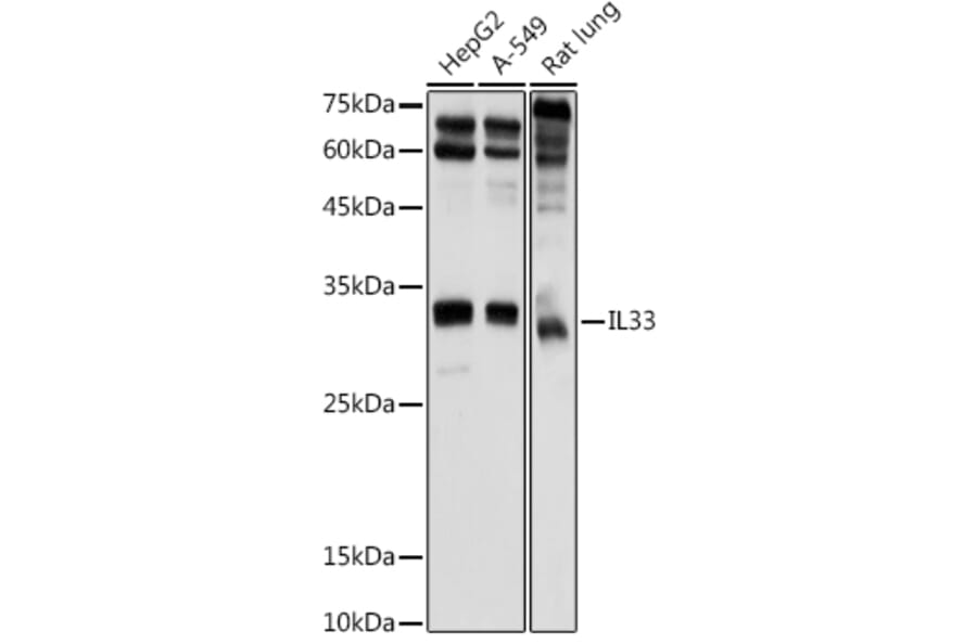 Western Blot - Anti-IL-33 Antibody (A16927) - Antibodies.com