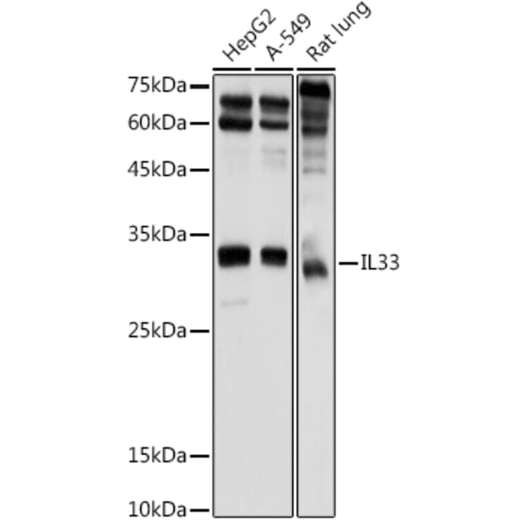Western Blot - Anti-IL-33 Antibody (A16927) - Antibodies.com