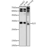 Western Blot - Anti-IL-33 Antibody (A16927) - Antibodies.com