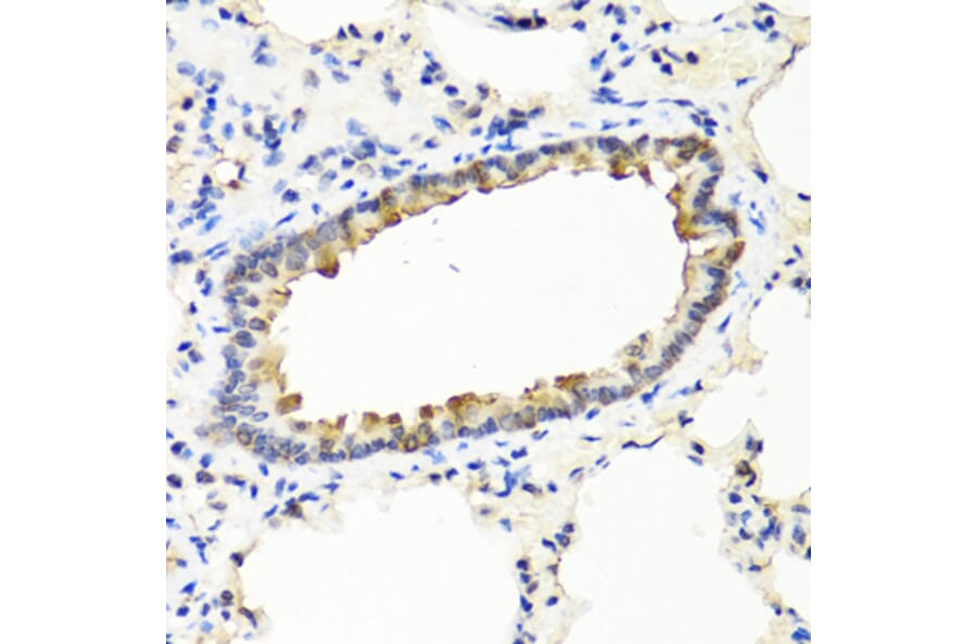 Immunohistochemistry - Anti-IFNW1 Antibody (A8125) - Antibodies.com