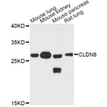 Western Blot - Anti-CLDN8 Antibody (A8174) - Antibodies.com