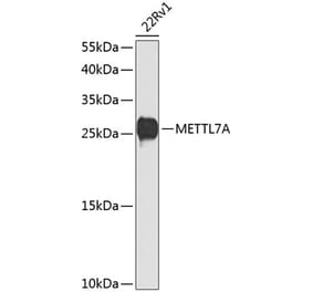 Western Blot - Anti-METTL7A Antibody (A16930) - Antibodies.com
