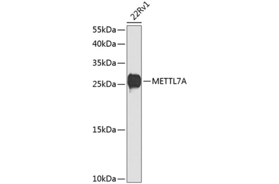 Western Blot - Anti-METTL7A Antibody (A16930) - Antibodies.com