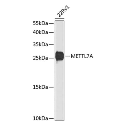 Western Blot - Anti-METTL7A Antibody (A16930) - Antibodies.com
