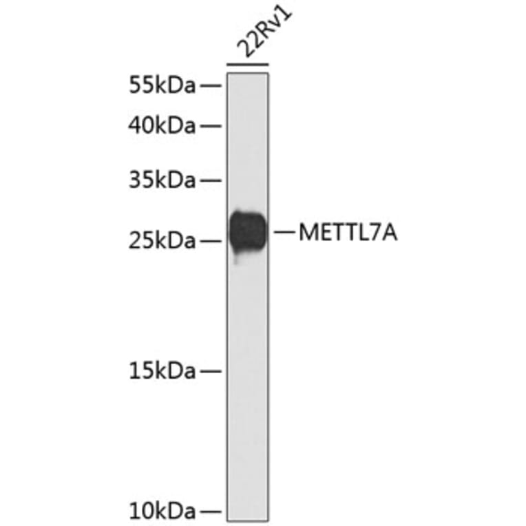 Western Blot - Anti-METTL7A Antibody (A16930) - Antibodies.com