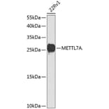 Western Blot - Anti-METTL7A Antibody (A16930) - Antibodies.com