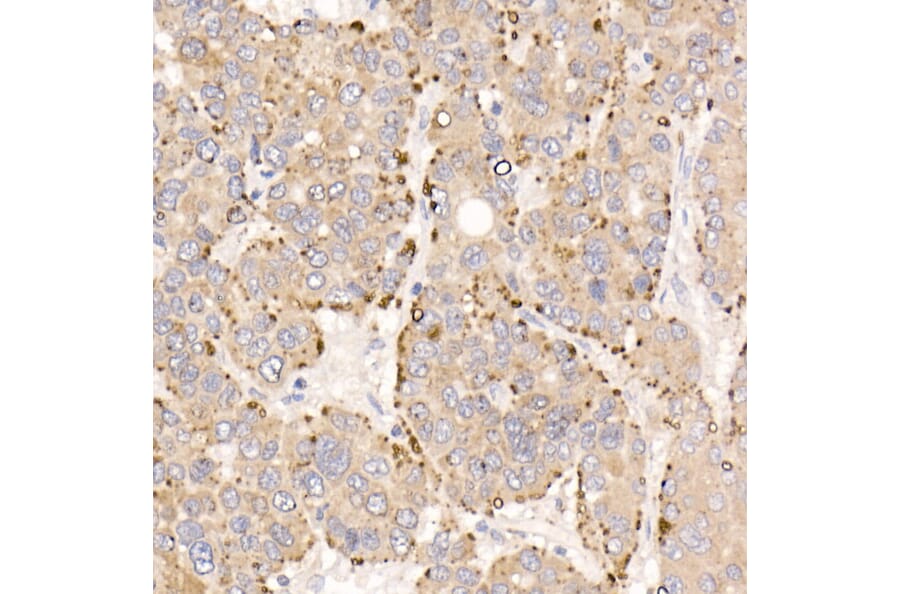 Immunohistochemistry - Anti-METTL7A Antibody (A16930) - Antibodies.com