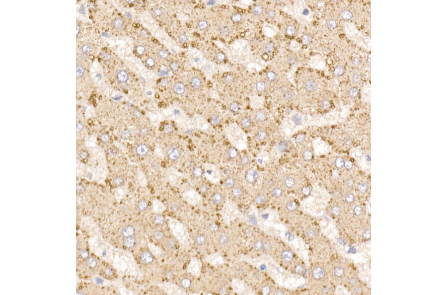 Immunohistochemistry - Anti-METTL7A Antibody (A16930) - Antibodies.com