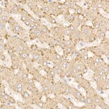 Immunohistochemistry - Anti-METTL7A Antibody (A16930) - Antibodies.com