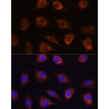 Immunofluorescence - Anti-METTL7A Antibody (A16930) - Antibodies.com