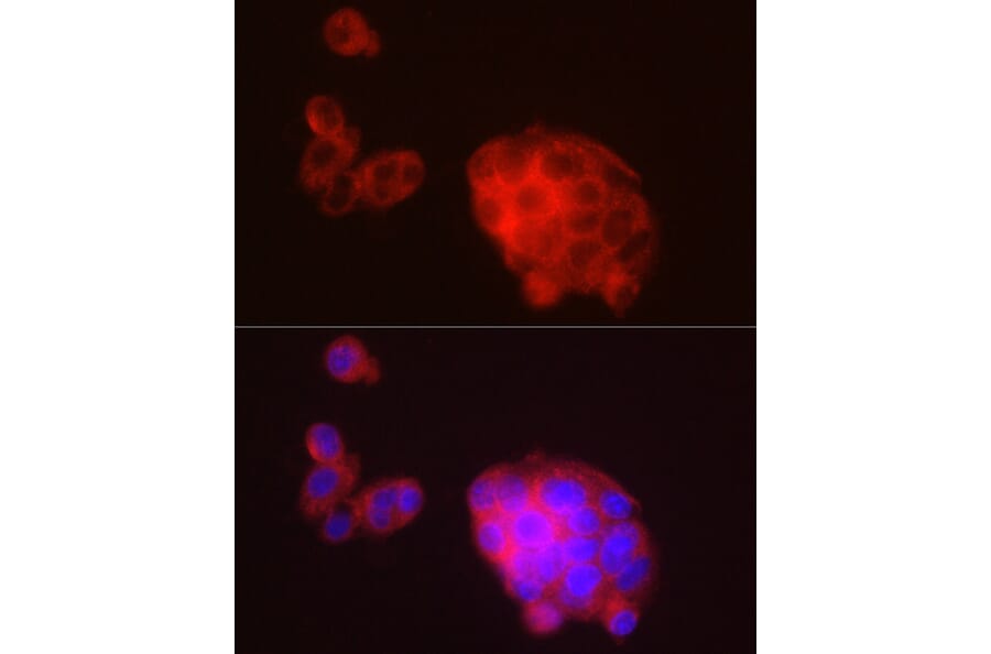Immunofluorescence - Anti-METTL7A Antibody (A16930) - Antibodies.com