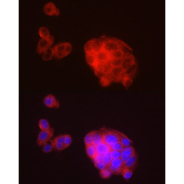 Immunofluorescence - Anti-METTL7A Antibody (A16930) - Antibodies.com