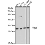 Western Blot - Anti-RPP30 Antibody (A16937) - Antibodies.com
