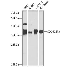 Western Blot - Anti-CDC42EP3 Antibody (A16938) - Antibodies.com