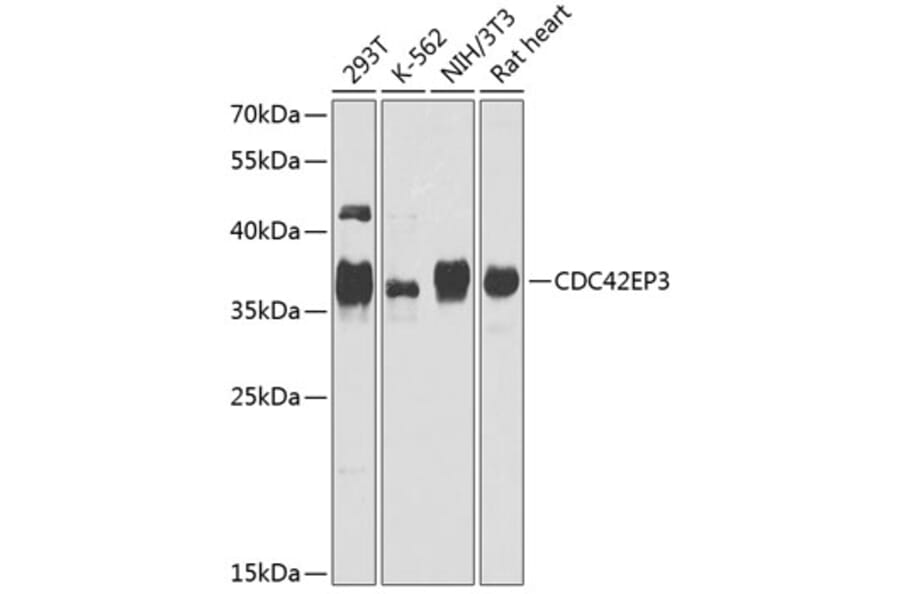 Western Blot - Anti-CDC42EP3 Antibody (A16938) - Antibodies.com