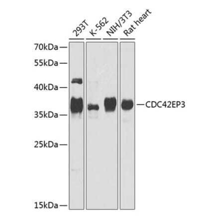 Western Blot - Anti-CDC42EP3 Antibody (A16938) - Antibodies.com