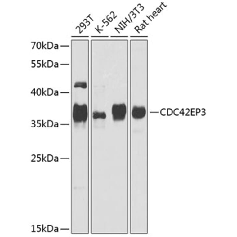 Western Blot - Anti-CDC42EP3 Antibody (A16938) - Antibodies.com