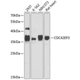 Western Blot - Anti-CDC42EP3 Antibody (A16938) - Antibodies.com
