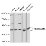 Western Blot - Anti-HESP Antibody (A16939) - Antibodies.com