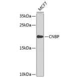 Western Blot - Anti-CNBP Antibody (A9034) - Antibodies.com