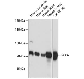 Western Blot - Anti-PCCA Antibody (A16943) - Antibodies.com