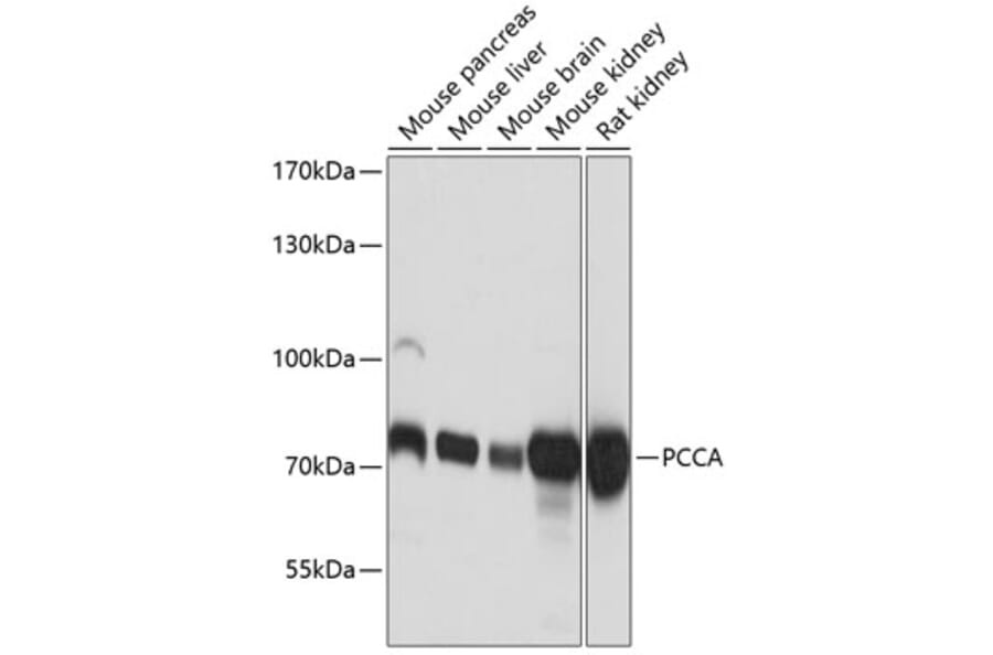 Western Blot - Anti-PCCA Antibody (A16943) - Antibodies.com