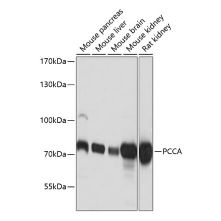 Western Blot - Anti-PCCA Antibody (A16943) - Antibodies.com