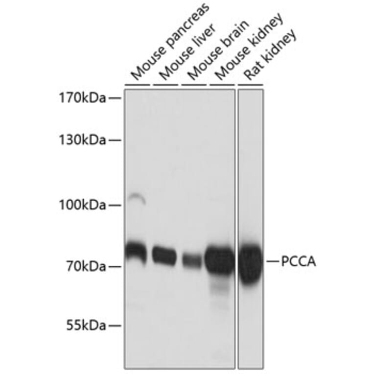 Western Blot - Anti-PCCA Antibody (A16943) - Antibodies.com