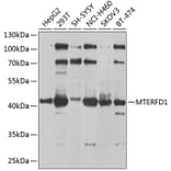 Western Blot - Anti-MTERFD1/MTERF3 Antibody (A16944) - Antibodies.com