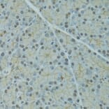 Immunohistochemistry - Anti-SERPINF2 Antibody (A9945) - Antibodies.com
