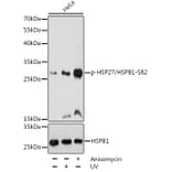 Western Blot - Anti-Hsp27 (phospho Ser82) Antibody (A16949) - Antibodies.com