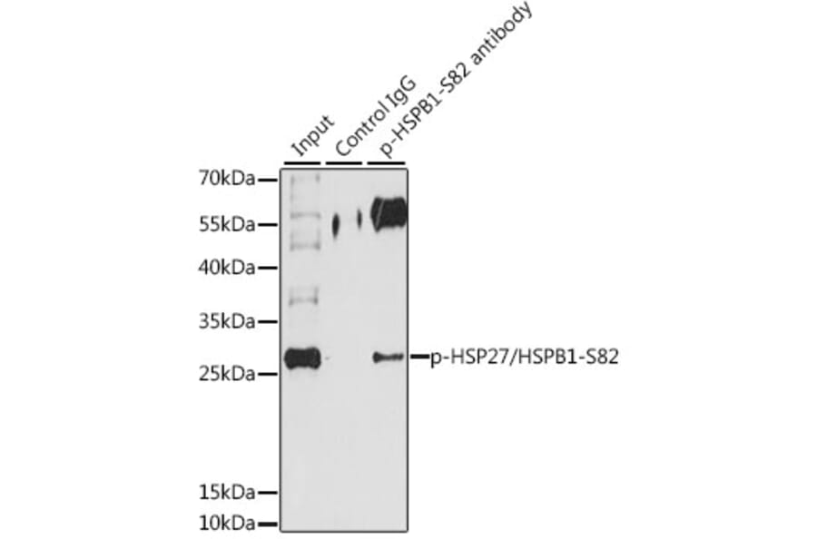 Western Blot - Anti-Hsp27 (phospho Ser82) Antibody (A16949) - Antibodies.com