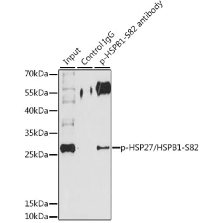 Western Blot - Anti-Hsp27 (phospho Ser82) Antibody (A16949) - Antibodies.com